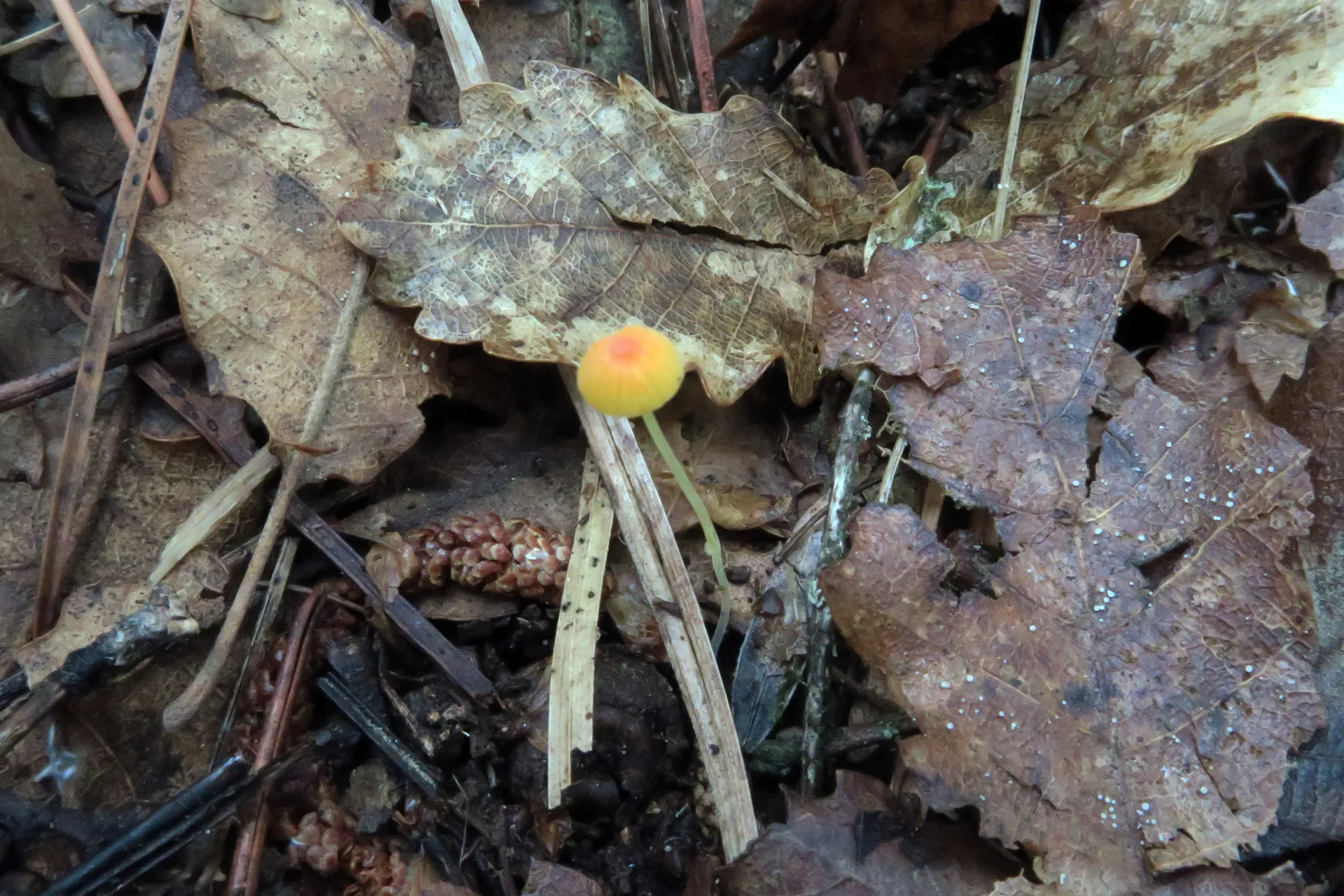 Mycena acicula - 1 - IMG_0811